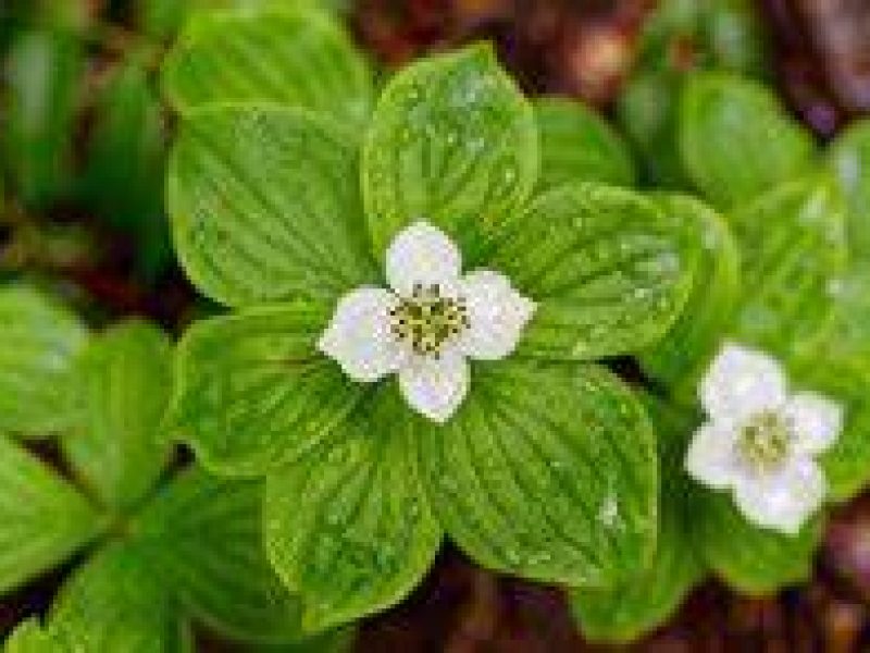 Image for Bunchberry