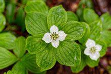 Bunchberry
