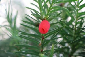 Canada Yew