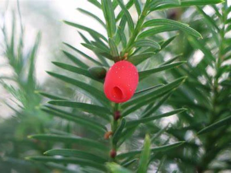 Image for Canada Yew