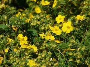 Shrubby Cinquefoil