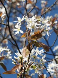 Canadian Serviceberry