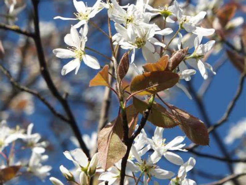 Image for Canadian Serviceberry
