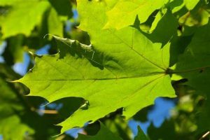 Sugar Maple