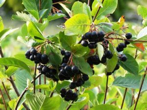 Chokecherry