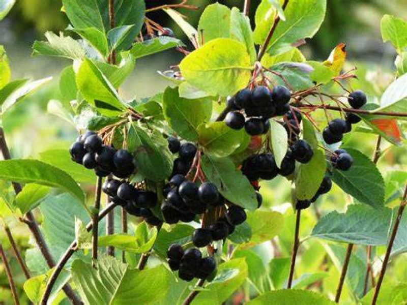 Image for Chokecherry