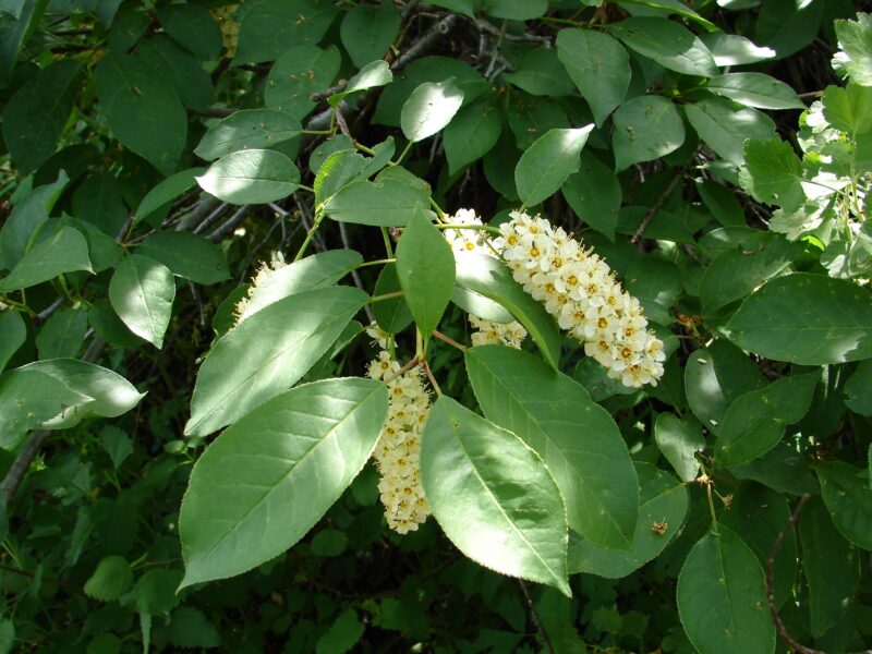 Image for Chokecherry