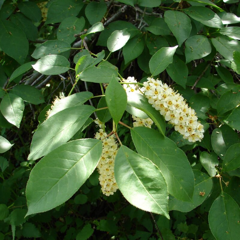 Image for Chokecherry