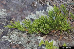 Creeping Juniper