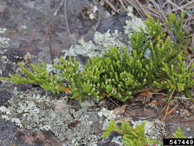 Image for Creeping Juniper