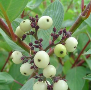 Red Osier Dogwood