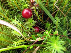 Small Cranberry