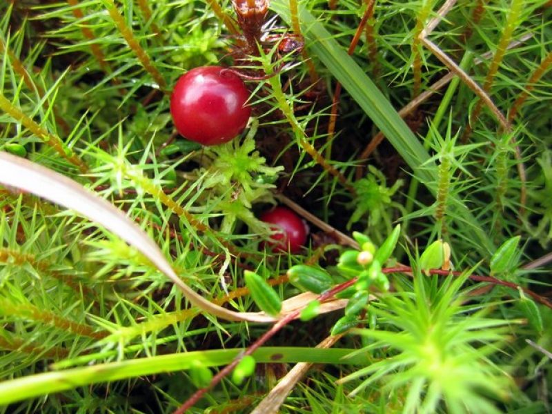 Image for Small Cranberry