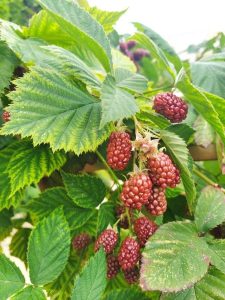 Smooth Blackberry