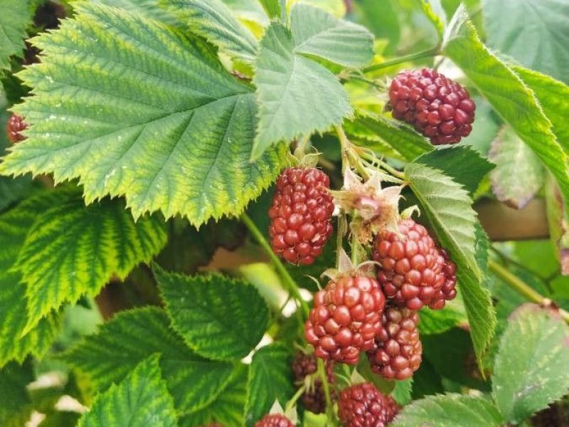 Image for Smooth Blackberry