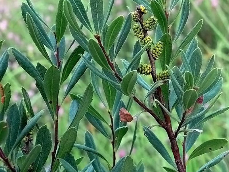 Image for Sweet Gale