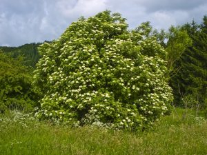 Black Elderberry