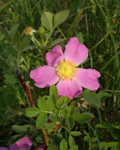 Pasture Rose