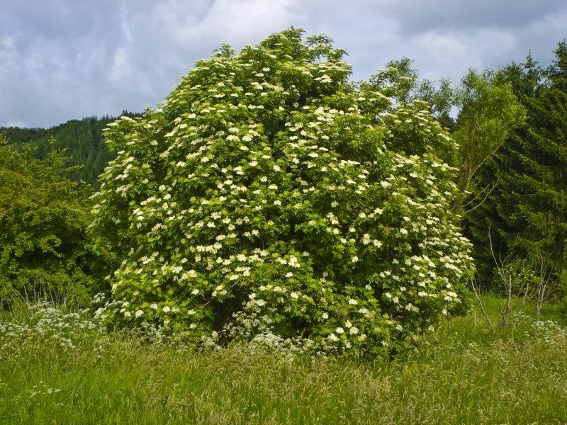 Image for Black Elderberry