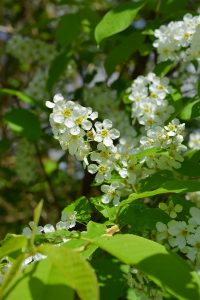 Pin Cherry