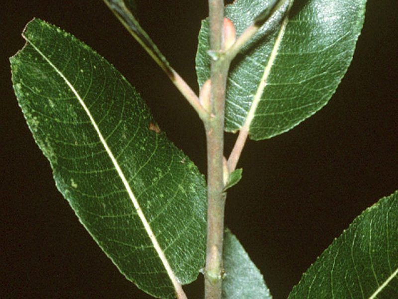Image for Pussy Willow