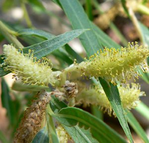 Sandbar Willow