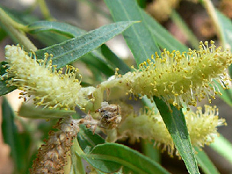 Image for Sandbar Willow