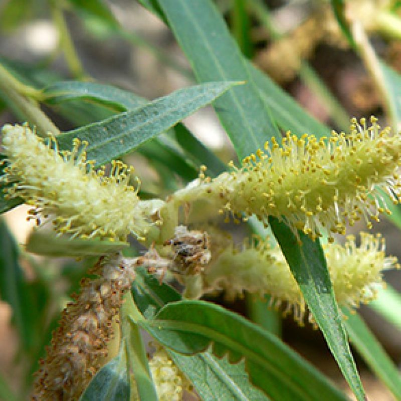 Image for Sandbar Willow