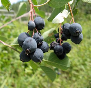 Saskatoon Serviceberry