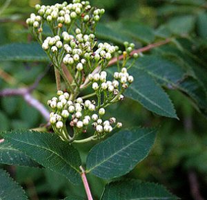 Showy Mountain-Ash