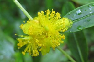 Shrubby St. John's wort