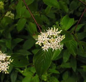 Silky Dogwood