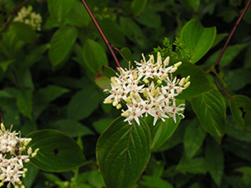 Image for Silky Dogwood
