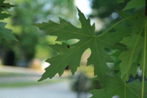 Silver Maple