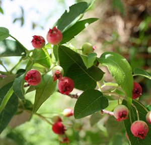 Allegheny Serviceberry