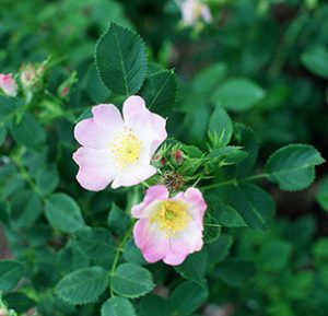 Smooth Wild Rose