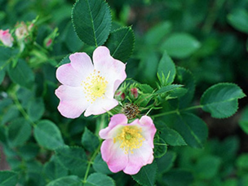 Image for Smooth Wild Rose