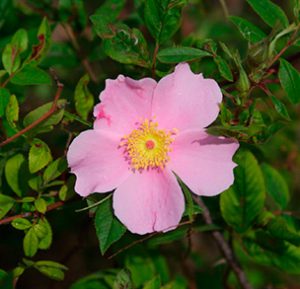Swamp Rose