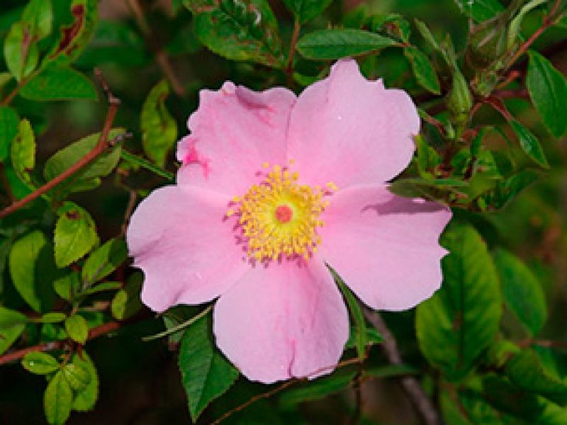 Image for Swamp Rose