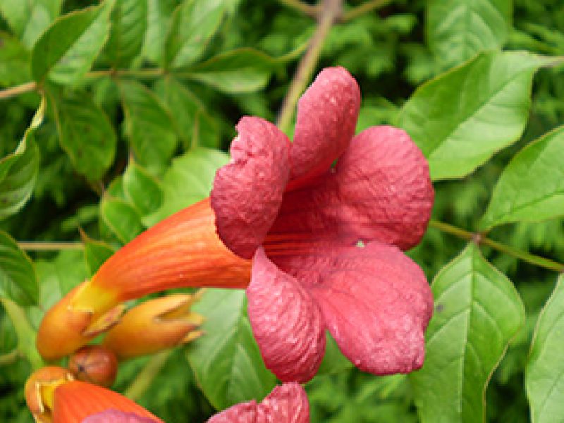 Image for Trumpet Vine