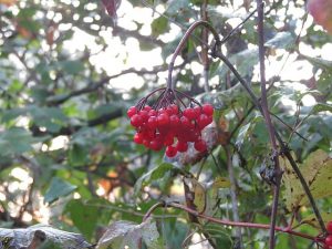 Highbush Cranberry