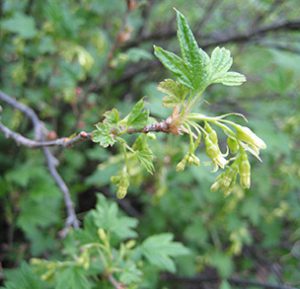 Wild Black Currant
