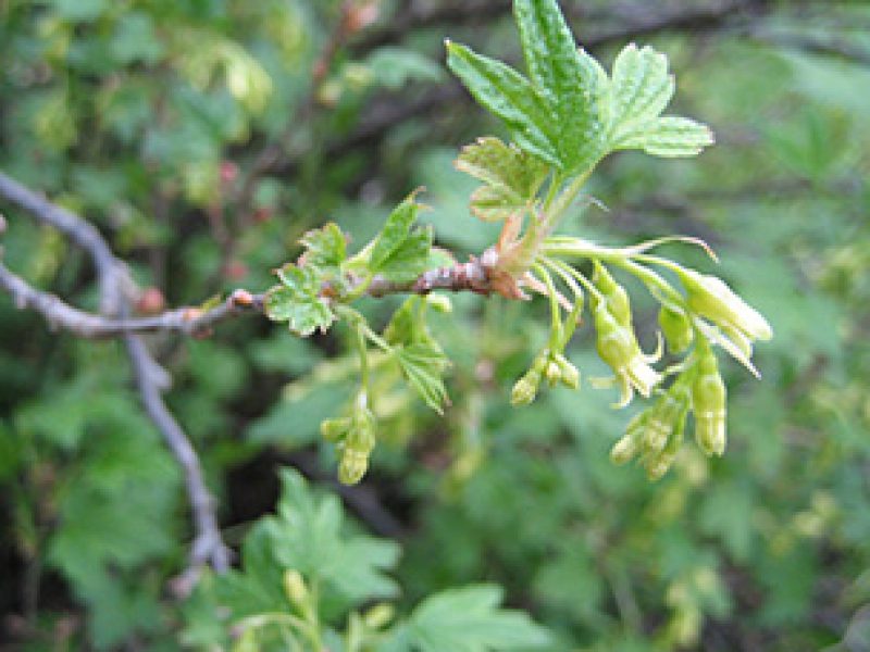 Image for Wild Black Currant