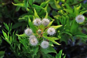Buttonbush