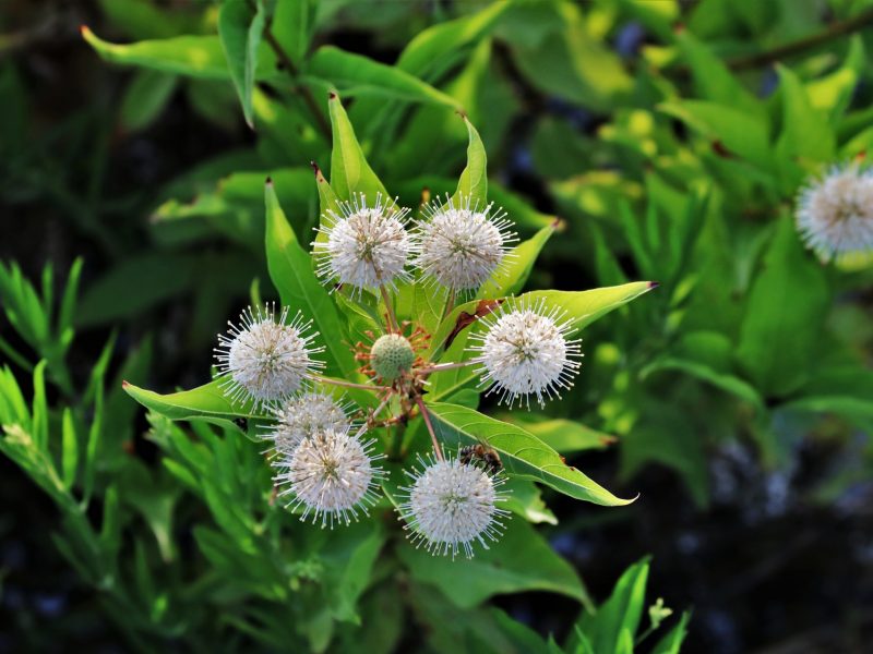 Image for Buttonbush