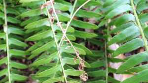 Christmas Fern