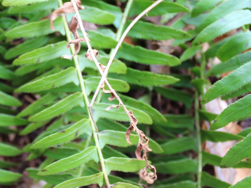 Image for Christmas Fern