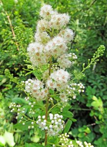 Narrow Leaved Meadowsweet