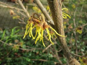 Witch Hazel