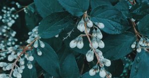 Snowberry
